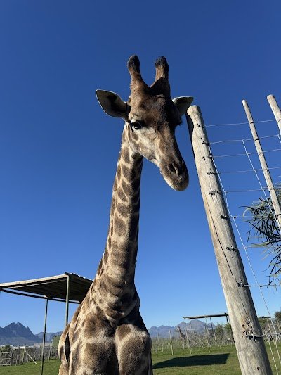 Foto de Giraffe House