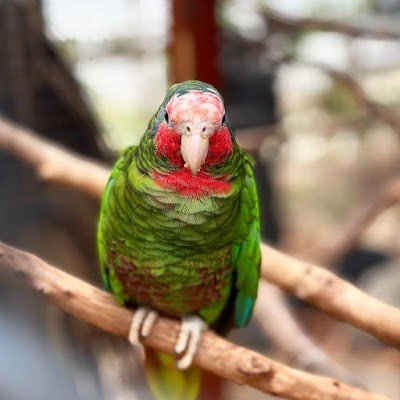 Foto de Cayman Parrot Sanctuary