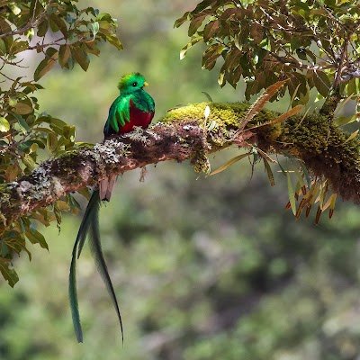 Foto de Parque Nacional Los Quetzales