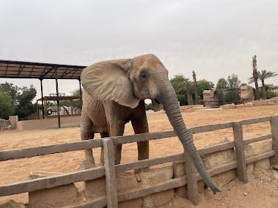 Foto de Elephant zone - Riyadh Zoo