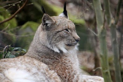 Foto de WBL - Wild Park Rheingönheim