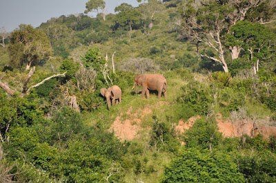 Foto de Mwaluganje Elephant Sanctuary
