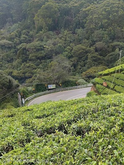 Foto de TEA GARDEN
