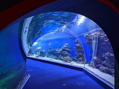 Foto de Observatório Parque Marinho Eilat