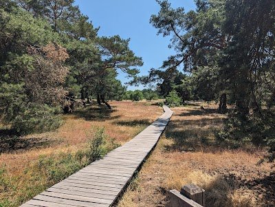 Foto de Schwanheimer Dünen