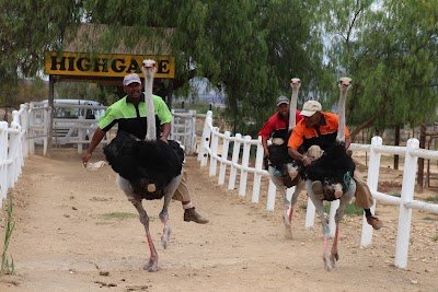 Foto de Highgate Ostrich Show Farm