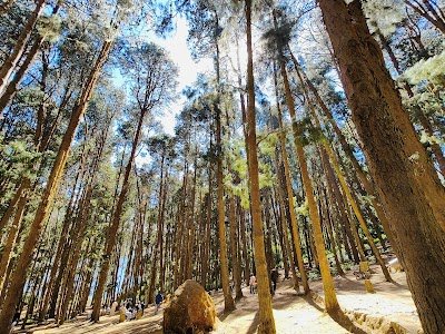 Foto de Pine Forest Ooty