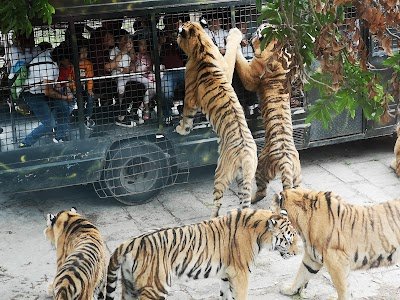 Foto de Shenzhen Safari Park