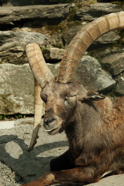 Foto de Alpine Wildlife Park Interlaken