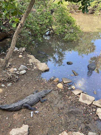 Foto de Cocodrilario Playa Linda