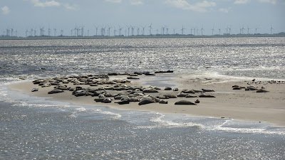 Foto de Seehundbänke Langeoog
