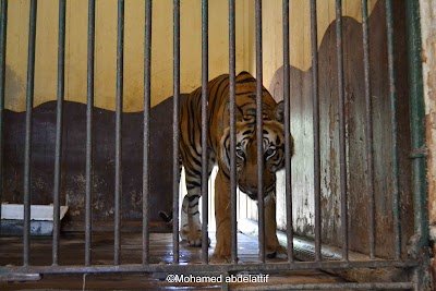 Foto de Giza Zoo