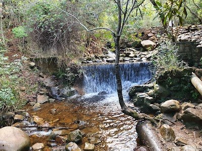 Foto de Floresta de Newlands
