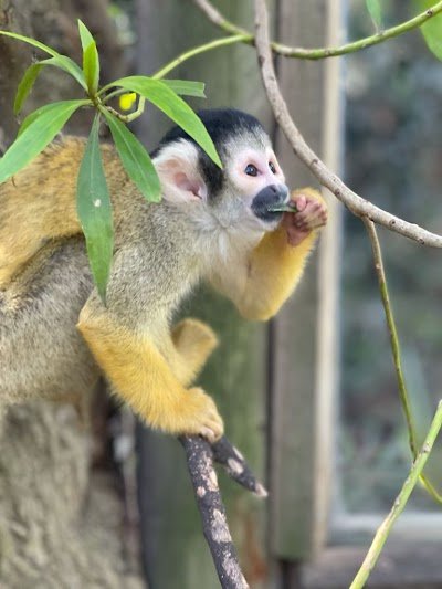 Foto de World of Birds Wildlife Sanctuary e Monkey Park