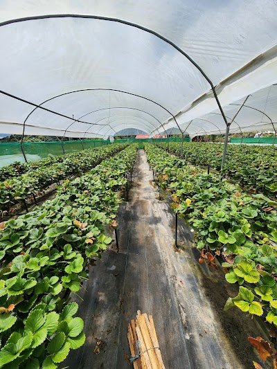 Foto de Organic Strawberry Tour Costa Rica