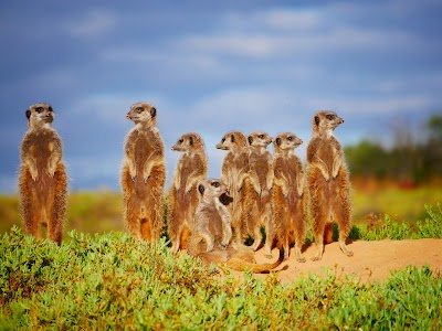 Foto de Meerkat Adventures