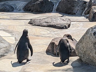 Foto de Tiergehege im Kurpark Döse Cuxhaven