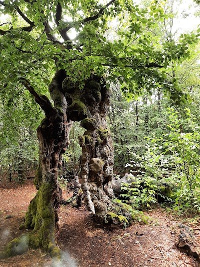 Foto de Hutewald Halloh