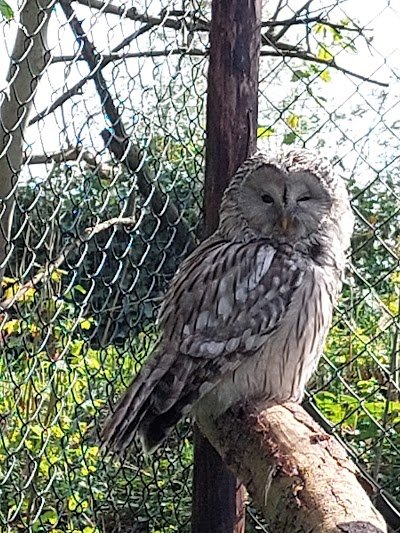 Foto de Uilen- en Dierenpark De Paay