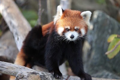 Foto de Zoológico Maruyama da Cidade de Sapporo