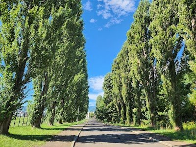 Foto de Heisei period Poplar Avenue