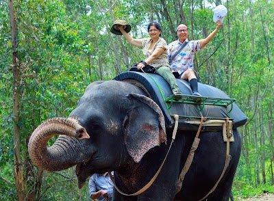 Foto de Carmelagiri Elephant Park