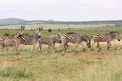Foto de Faan Meintjes Nature Reserve