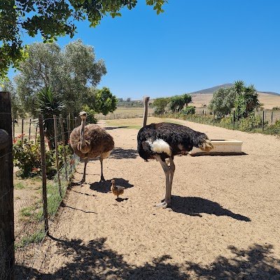 Foto de Cape Town Ostrich Ranch