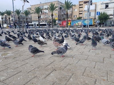 Foto de Levinsky Garden