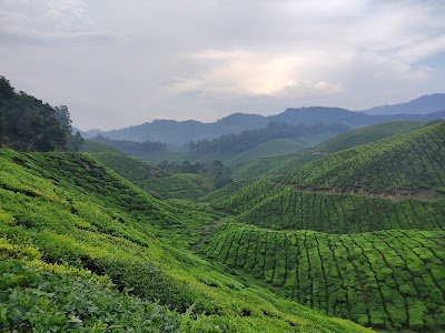 Foto de Munnar Scenery