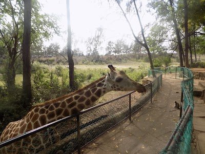 Foto de Haller Park - Butterfly Pavilion