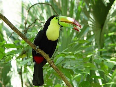 Foto de Xaman - Ha Aviary