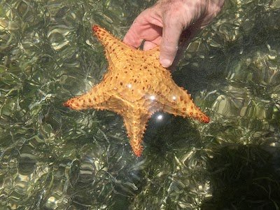 Foto de Starfish Point