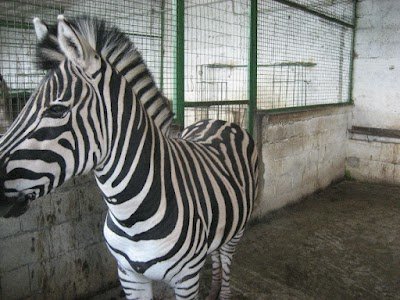 Foto de Safari Park Zoo