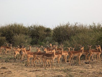 Foto de Madikwe Game Reserve