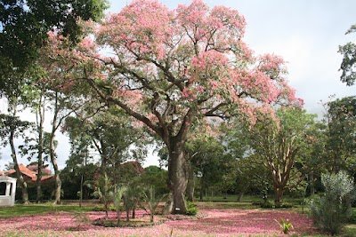Foto de Santa Cruz de la Sierra Botanical Garden