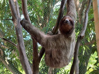 Foto de Daniel Johnson s Monkey and Sloth Hang Out