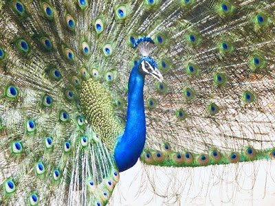 Foto de Sundarvan