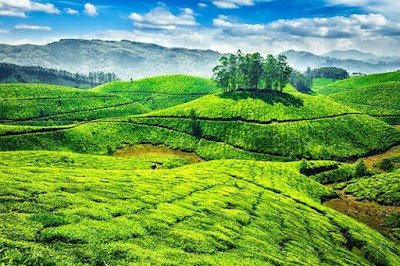 Foto de Kolukkumalai Tea Estate