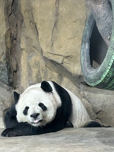 Foto de Chengdu Zoo