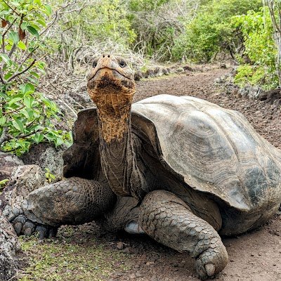 Foto de Galapaguera de Cerro Colorado