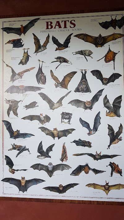 Foto de The Bat Jungle