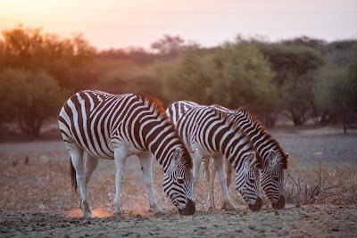 Foto de Gaborone Game Reserve
