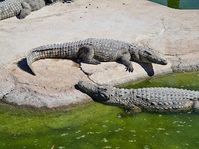 Foto de TORREMELINOS Crocodile Park