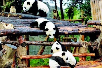 Foto de Chengdu Research Base of Giant Panda Breeding