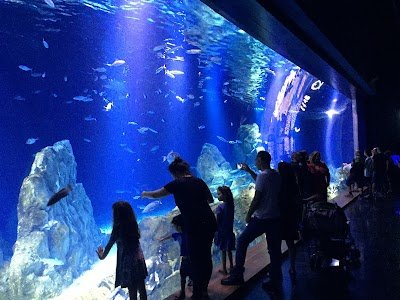 Foto de Israel Aquarium