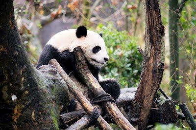 Foto de Chengdu Research Base of Giant Panda Breeding Giant Panda Brood Area