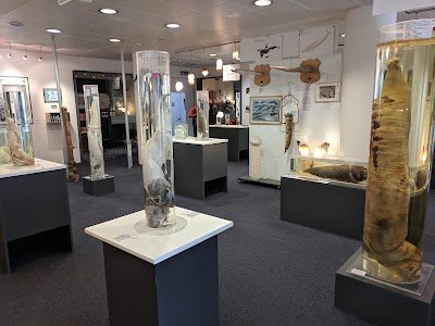 Foto de Museu Falológico Islândes