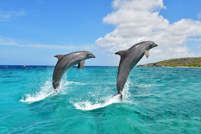 Foto de Dolphin Academy Curacao