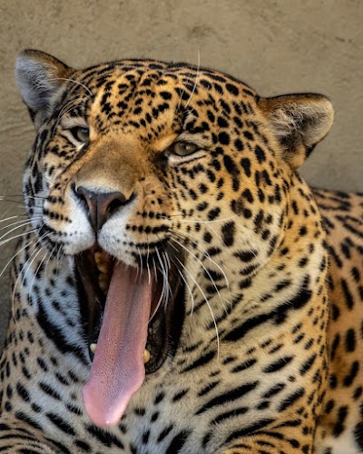 Foto de Zoo Safári